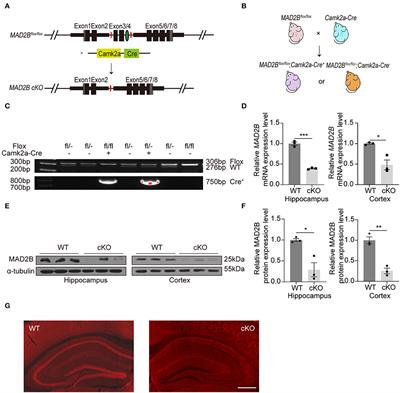 Conditional deletion of MAD2B in forebrain neurons enhances hippocampus-dependent learning and memory in mice